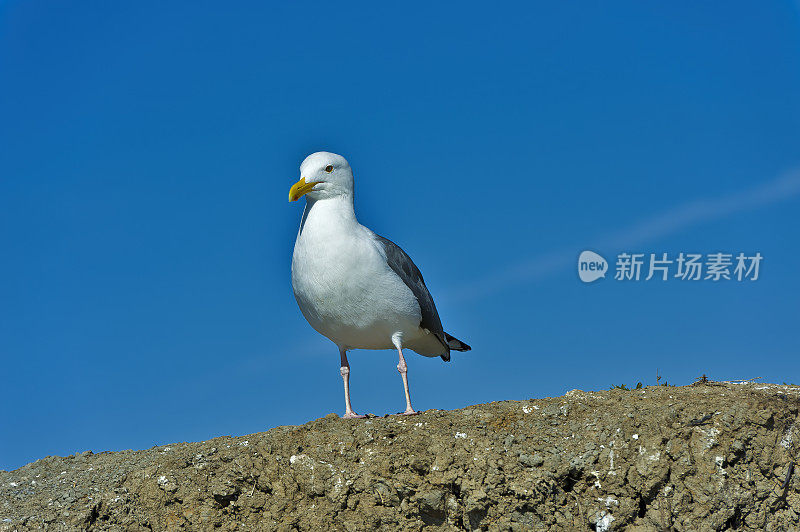 西洋鸥(Larus occidentalis)是一种生活在北美西海岸的大型白头鸥。埃尔克霍恩沼泽是加利福尼亚州蒙特利县蒙特利湾的一个17.1英里长的潮汐沼泽和河口。